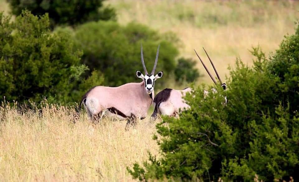 Letsatsi Game Lodge Smithfield 외부 사진