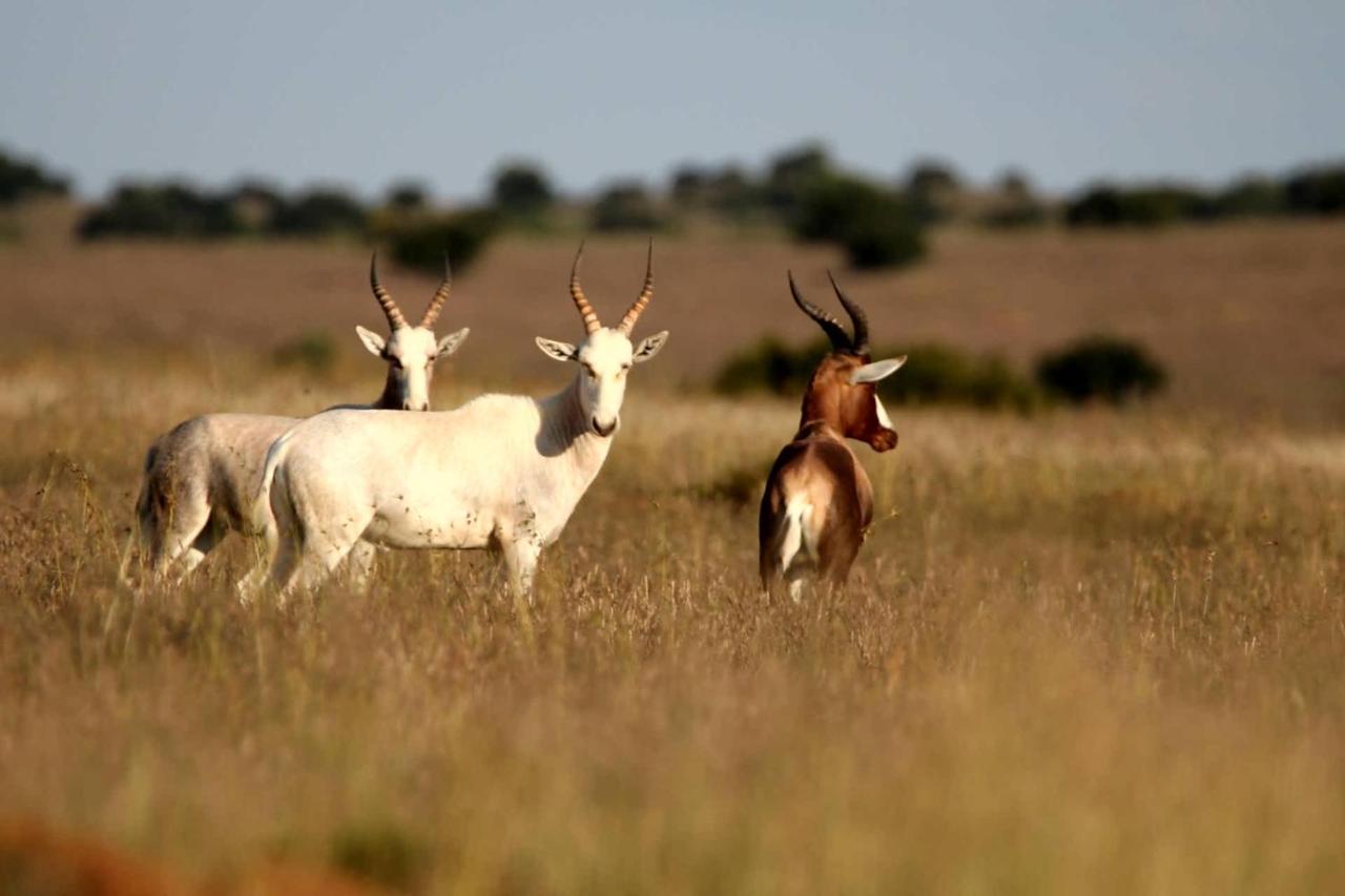 Letsatsi Game Lodge Smithfield 외부 사진