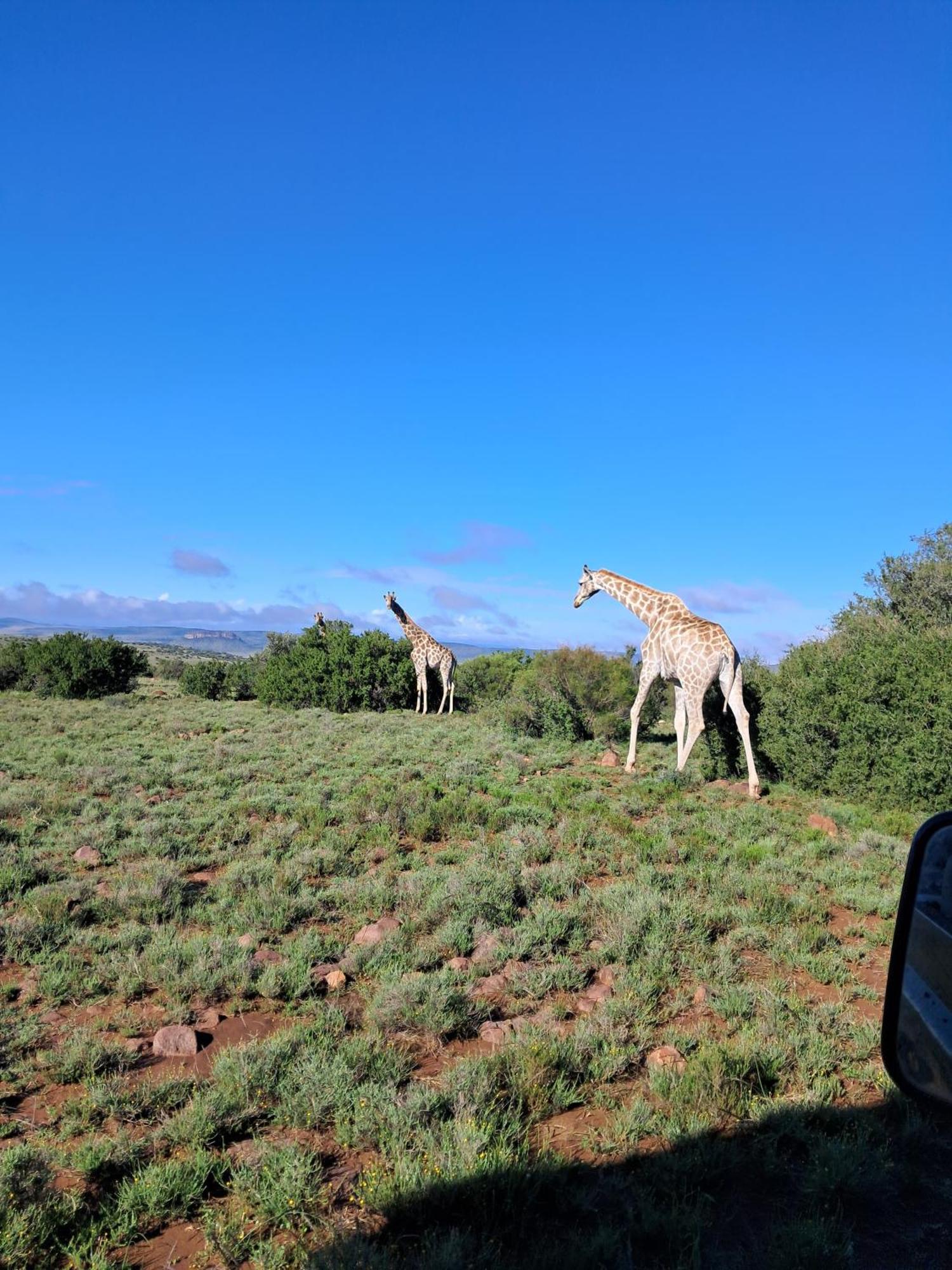 Letsatsi Game Lodge Smithfield 외부 사진