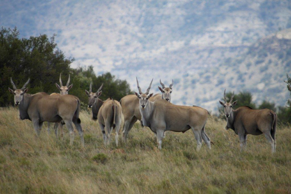 Letsatsi Game Lodge Smithfield 외부 사진